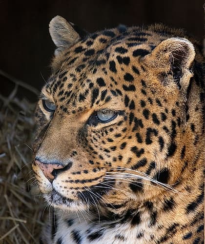 USA, Indiana, Center Point. Close-up of leopards face. Animals Print